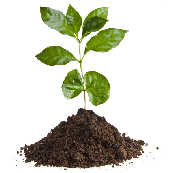 Купить саженцы в Крыму