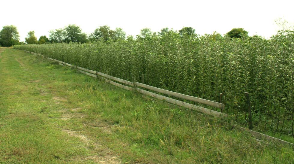 Продажа саженцев яблони в Крыму