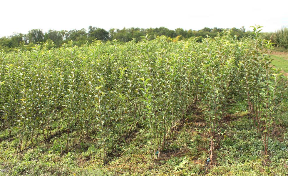 Продажа саженцев яблони в Крыму